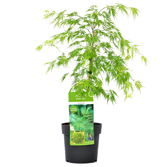 Acer palmatum dissectum - érable du japon - feuillage vert - 50-70 cm de haut - pot 19 cm
