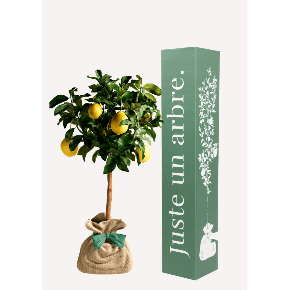 Citronnier des 4 saisons |idée cadeau : naissance, mariage, anniversaire - à planter en intérieur ou extérieur.