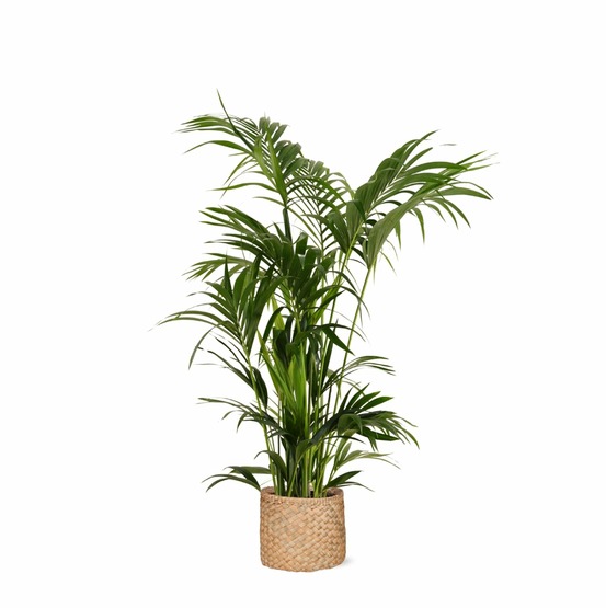 Kentia palm et son pot panier naturel - hauteur 160cm