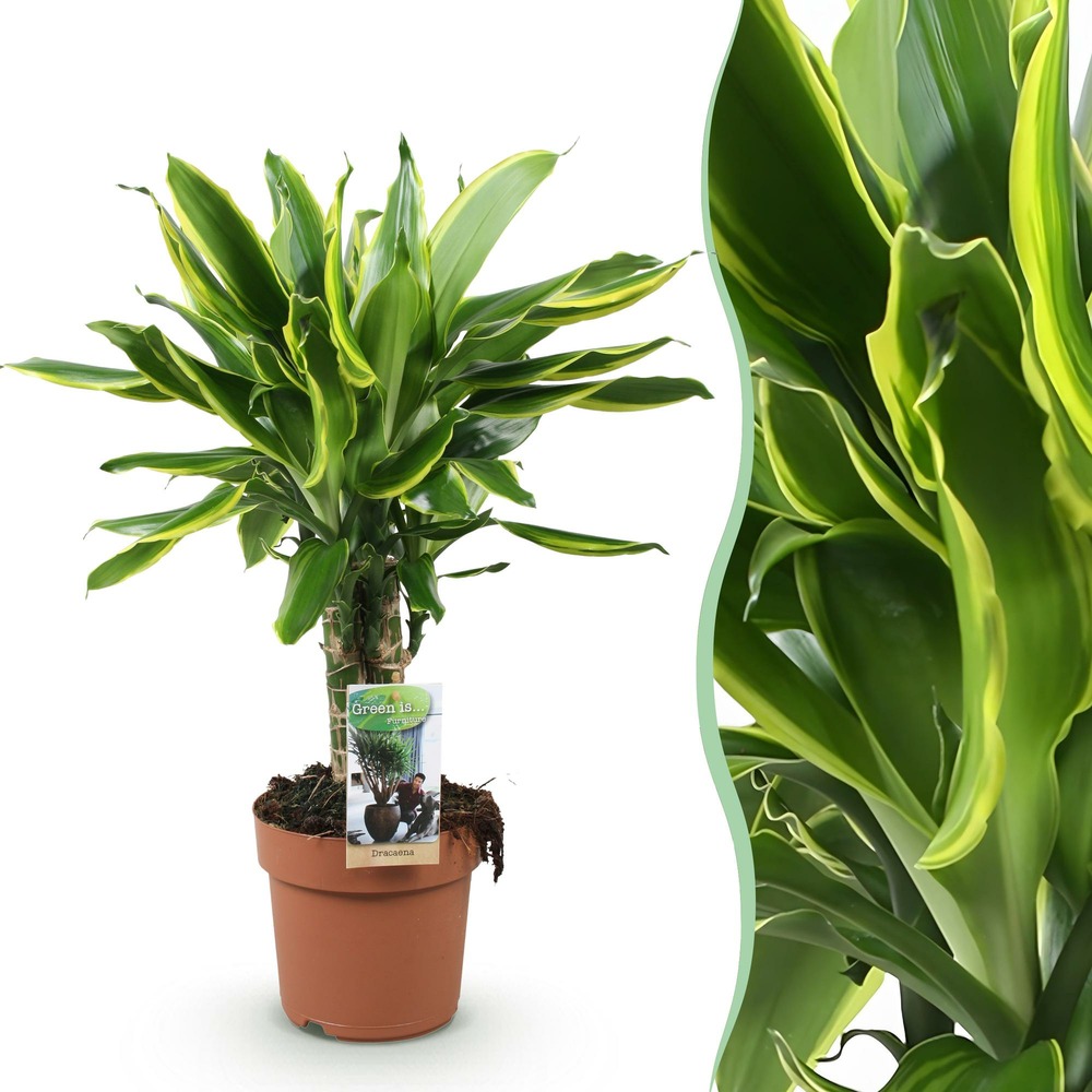 Dracaena fragrans golden coast – pot 17 cm – hauteur 50 cm