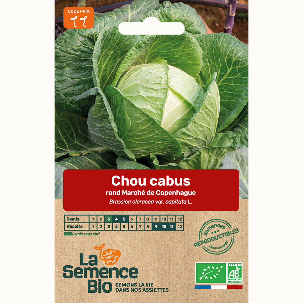 Chou cabus rond marché de copenhague - graines bio