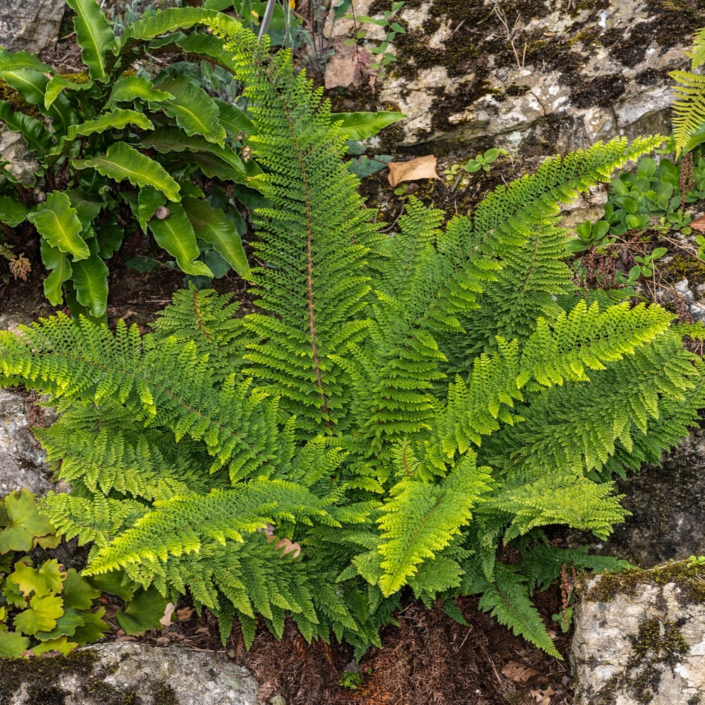 Aspidie à cils raides herrenhausen - fougère - le pot / ø 9cm