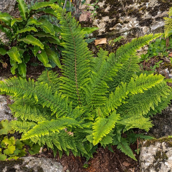Aspidie à cils raides herrenhausen - fougère - le pot / ø 9cm