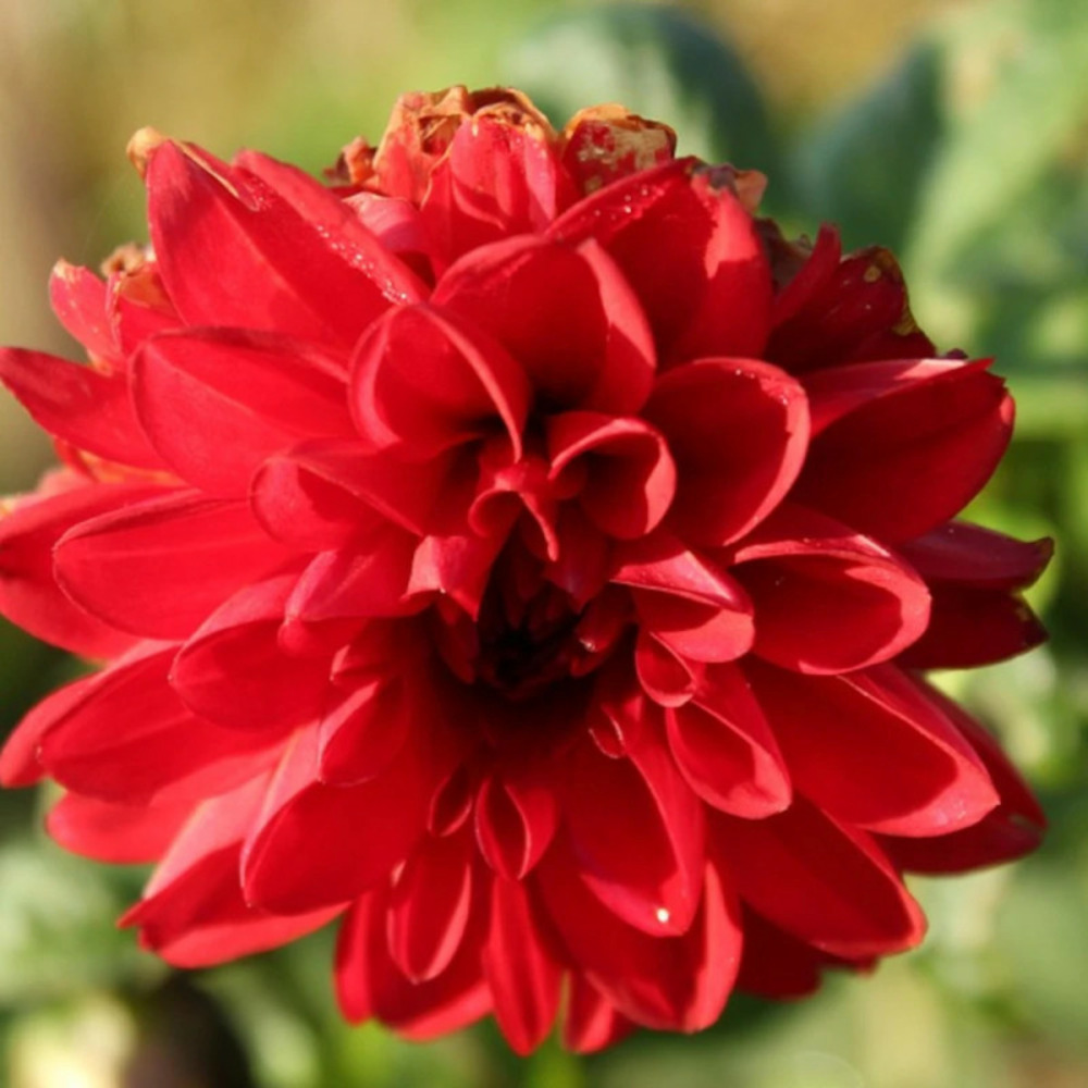 Plant de dahlia décoratif septembre à paris pot de 1 litre
