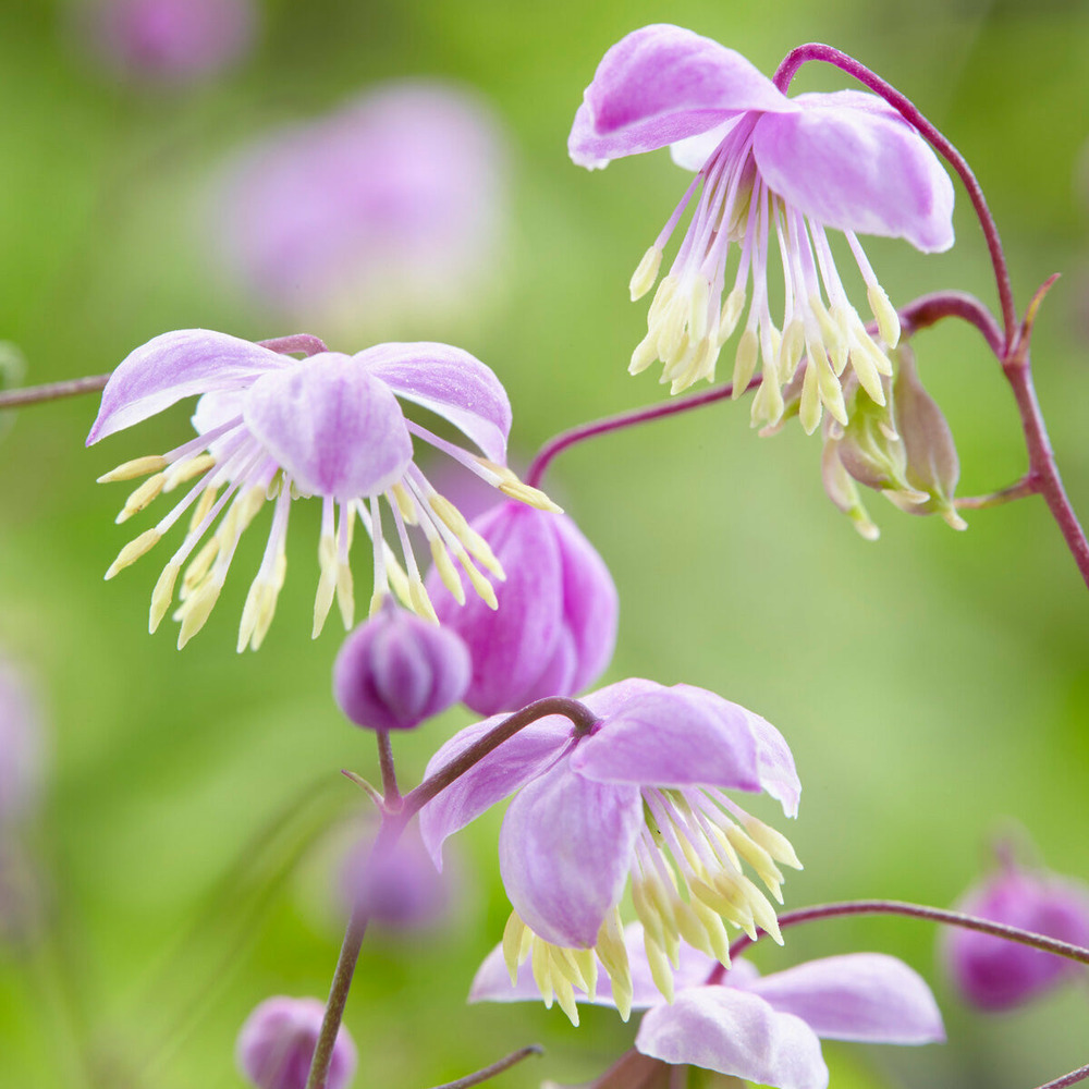 Pigamon du père delavay - le pot / ø 9cm, vendu par lot de 4