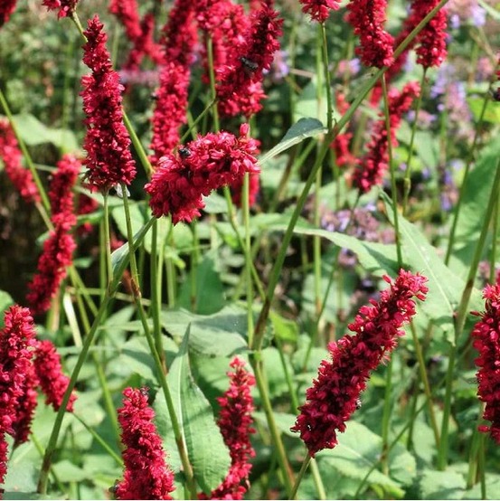 6 x persicaire, renouée 'fats domino' - persicaria amplexicaulis 'fats domino' - godet 9cm x 9cm