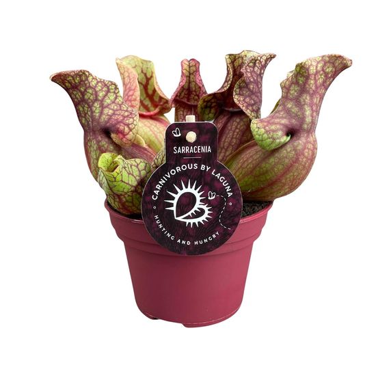 Sarracenia venosa - ø12cm - ↕20cm - plantes d'intérieur
