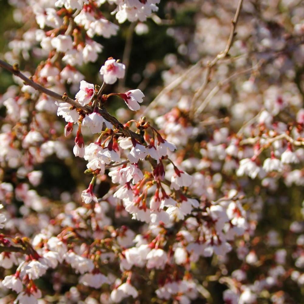 Cerisier du japon nain kojo no mai, cerisier à fleurs pot de 3l - 20/40 cm