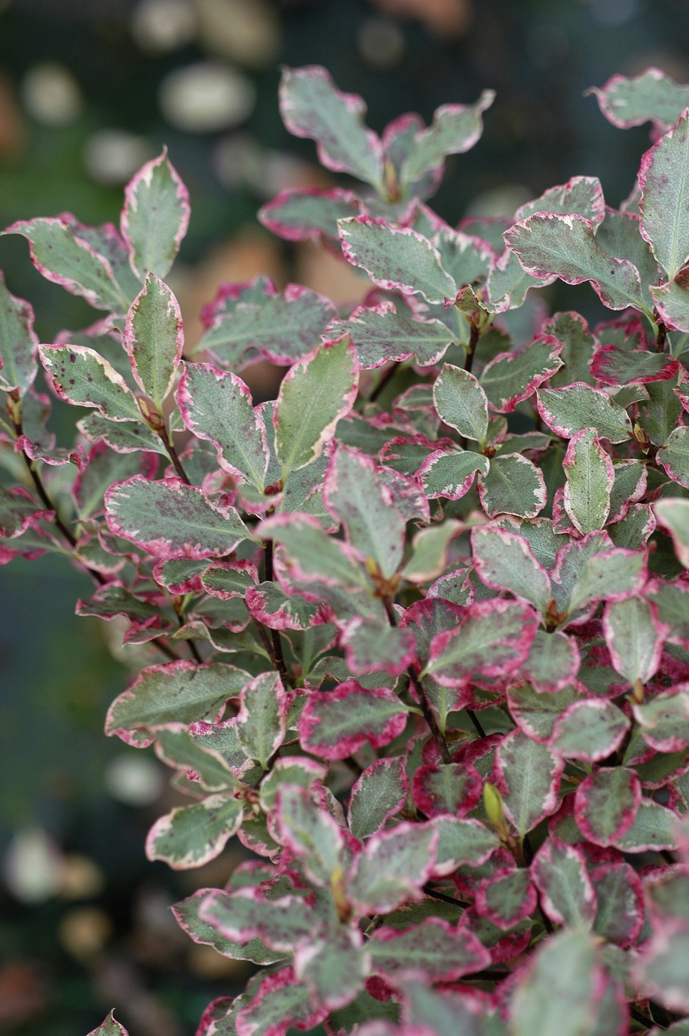 Pittospore 'elizabeth' - en pot de 3 litres