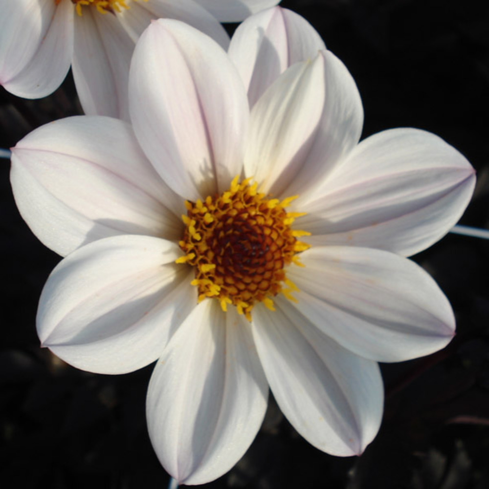 Dahlia à fleurs simples 'happy single princess' bulbe calibre i (par 3)