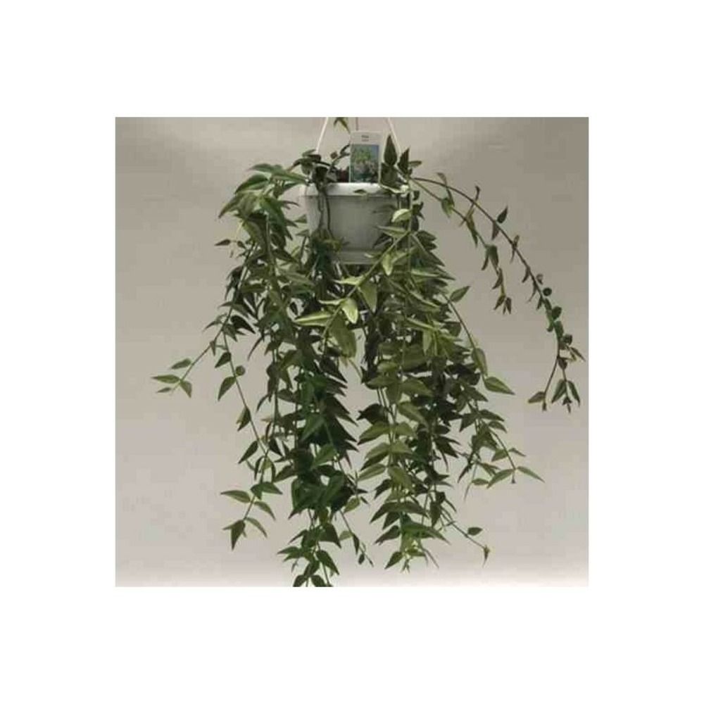 Hoya bella (fleur de porcelaine, fleur de cire) pot de 1 litre ? 30/40 cm - couleur floraison:blanc et rose