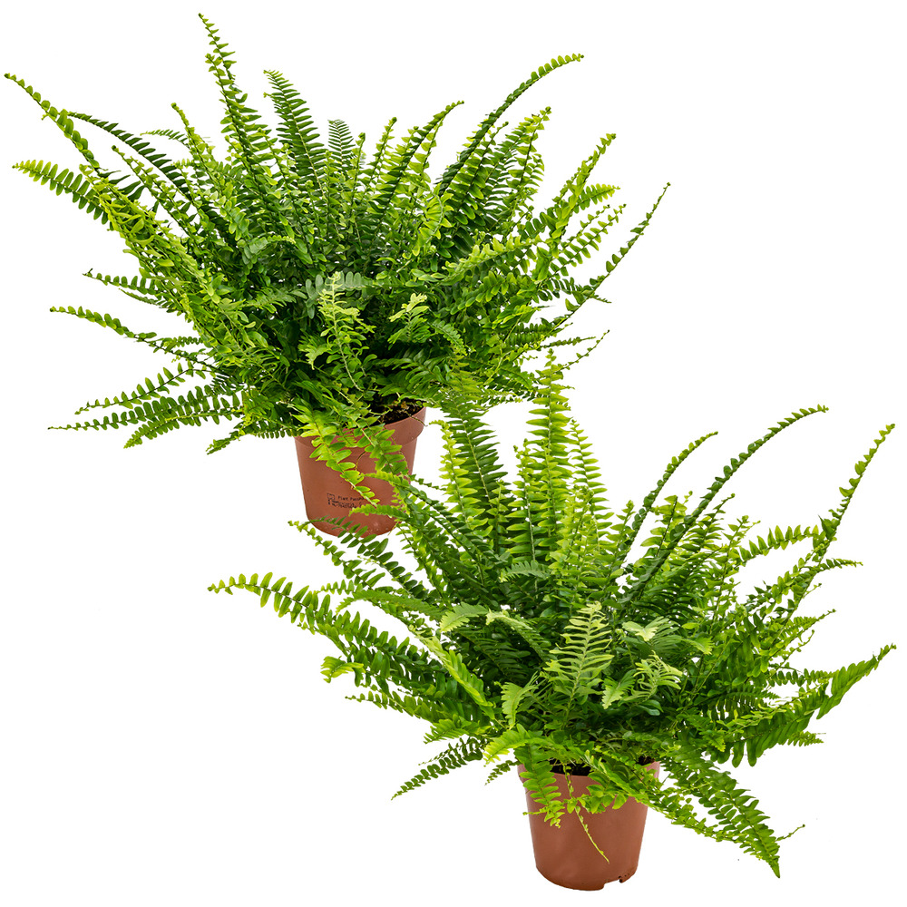 Lot de 2 - nephrolepis green lady - fougère de boston - 20-30 cm de haut - pot 12 cm
