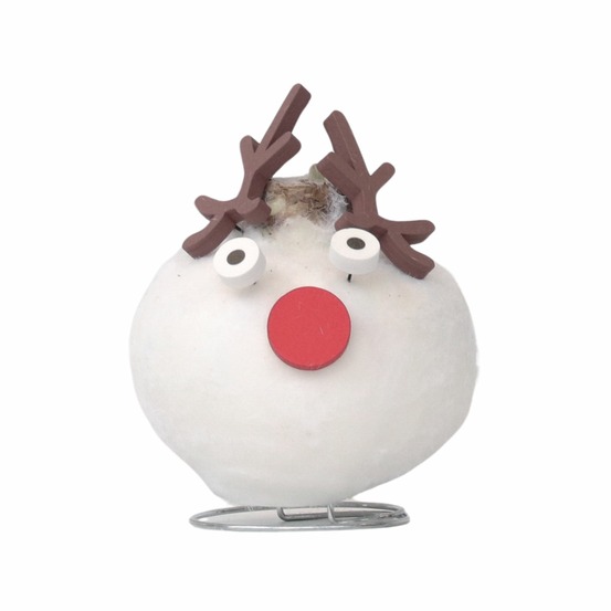 Amaryllis - hippeastrum 'spécial cire renne'