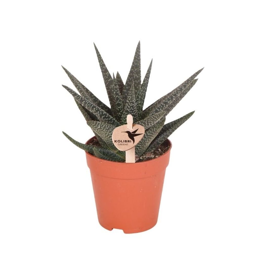 Succulente haworthia royal highness - ø9cm - ↕18cm - plantes d'intérieur