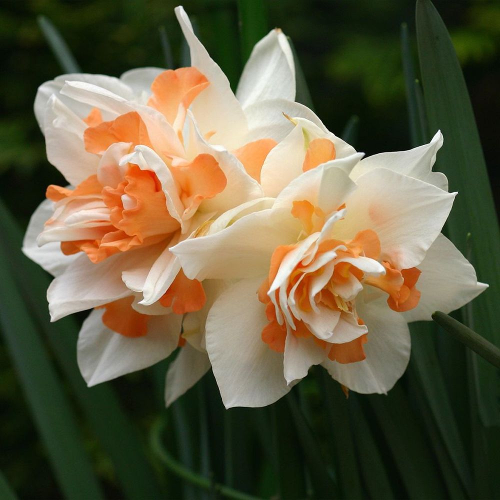 Narcisse 'replete' bulbe calibre 14/16 (par 10)