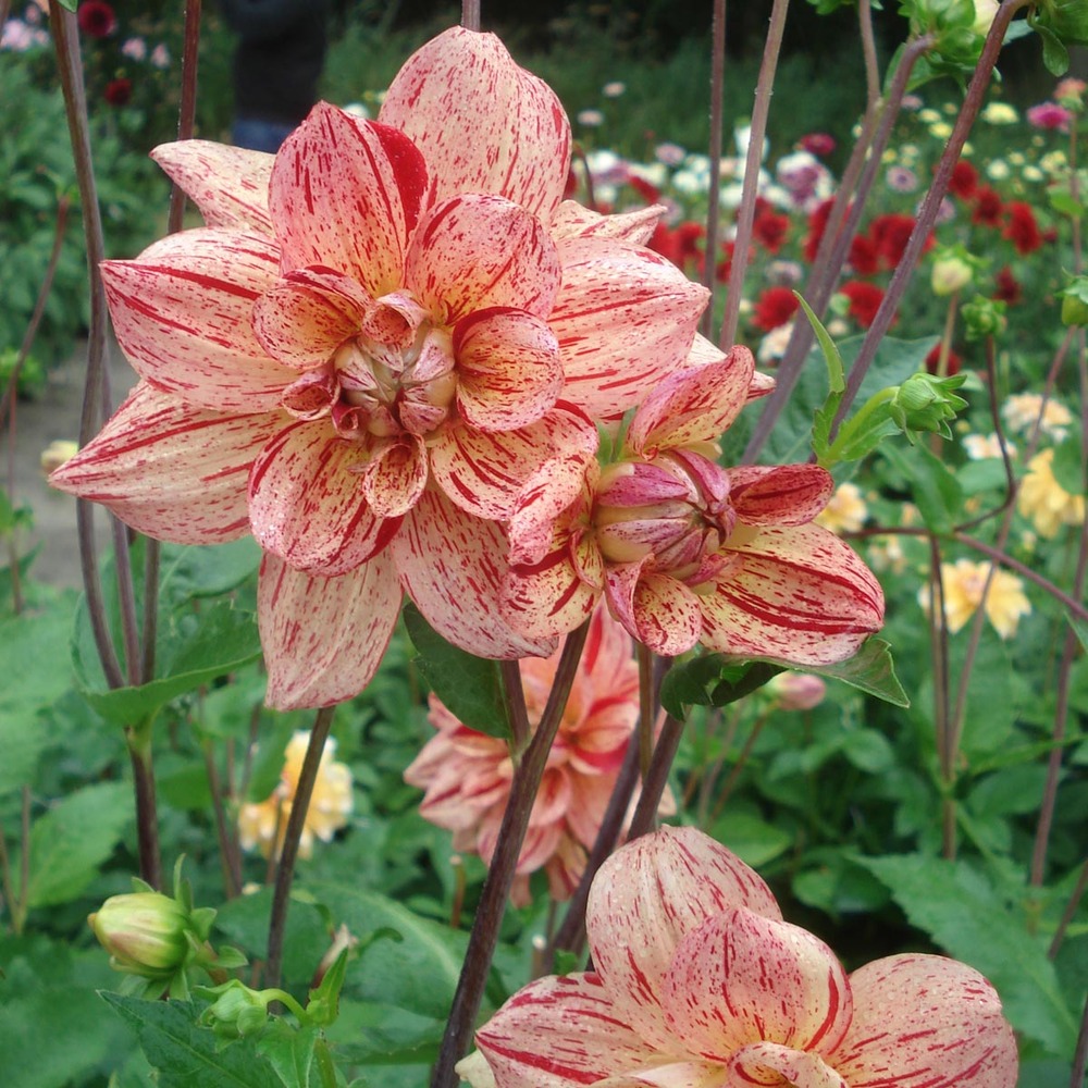 Dahlia décoratif 'nonette' bulbe calibre i