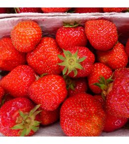 Fraisier 'senga sengana' motte 5 cm x 7 cm (par 3)