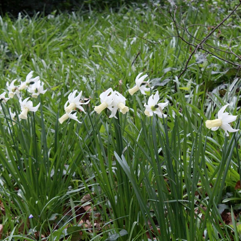Narcisse multiflore 'lemon drops' bulbe calibre 12+ (par 5)