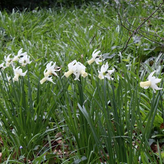 Narcisse multiflore 'lemon drops' bulbe calibre 12+ (par 5)