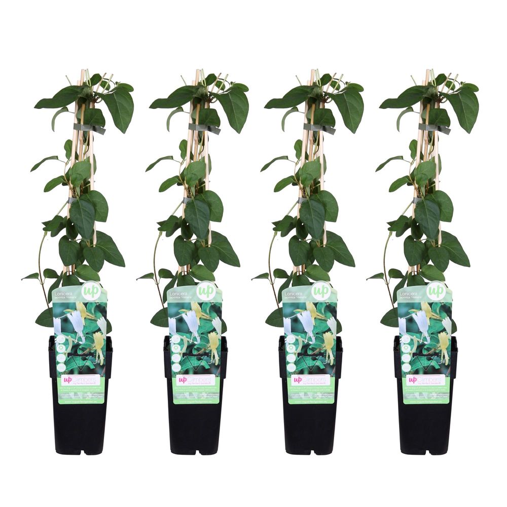 Lot de 4 - lonicera japonica 'halliana' - h65 cm - ø15 cm - plante d'extérieur