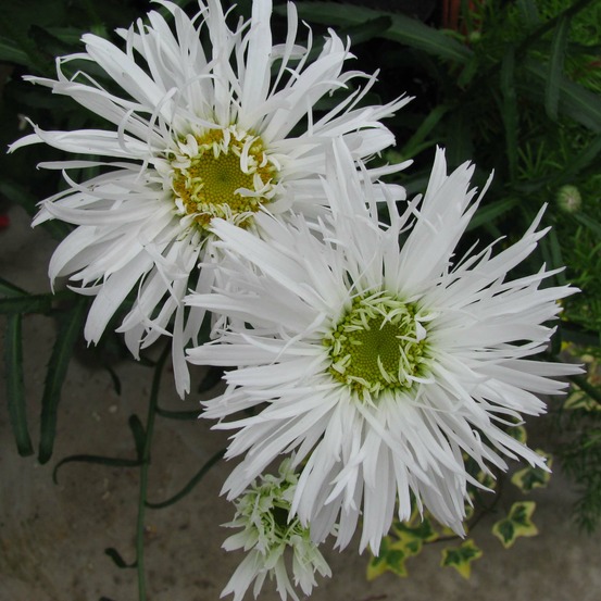 Marguerite 'aglaïa' godet de 7/8 cm