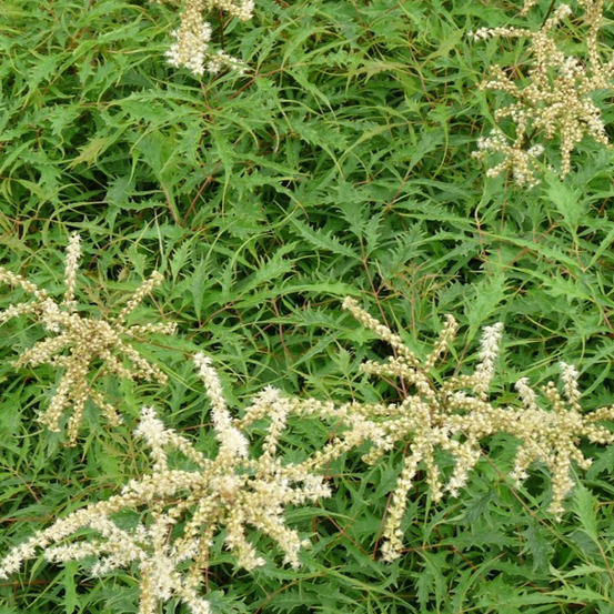 6 x barbe-de-bouc dioïque 'kneiffii' - aruncus dioicus 'kneiffii' - godet 9cm x 9cm