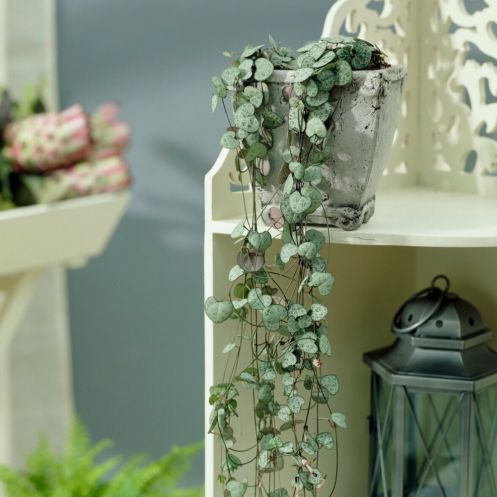 Chaine des coeurs - le pot / ø 11cm