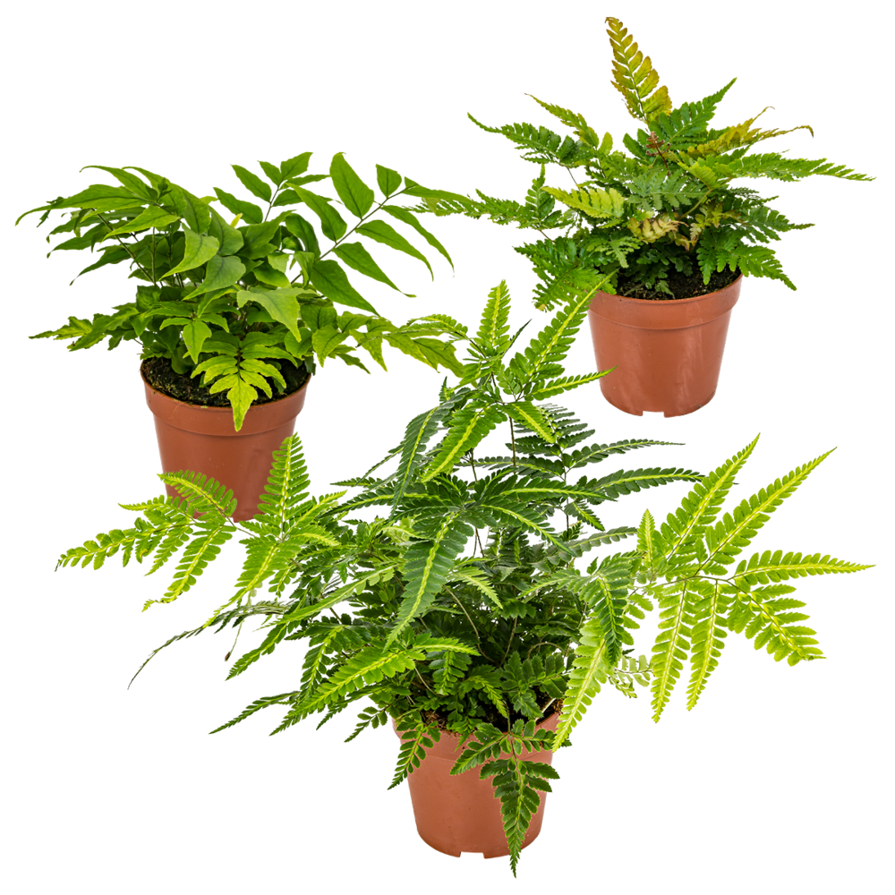 Lot de 3 - fougères de jardin - plantes vivaces - rustique - 20-30 cm de haut - pot 12 cm