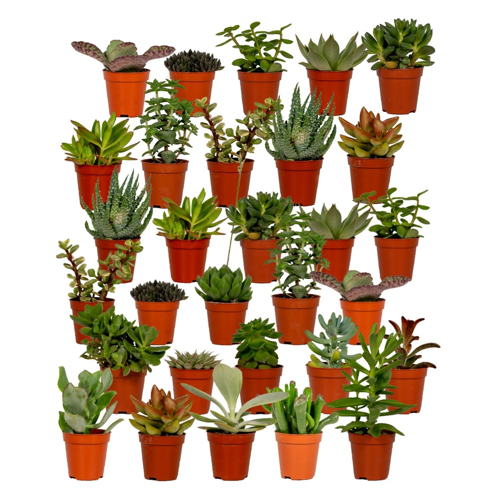 Succulentes, box de 30 plantes - h7cm, ø5,5cm - plantes d'intérieur