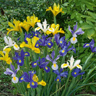 50 iris de hollande en mélange, le sachet de 50 bulbes / circonférence 6-7cm