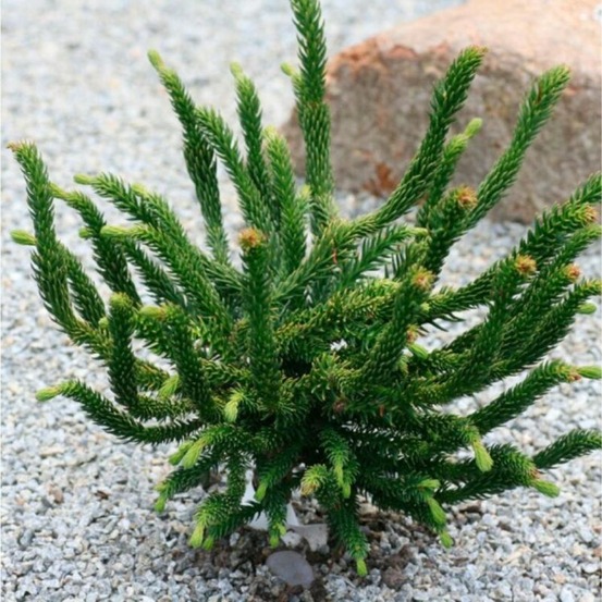 Cryptoméria du japon 'dinger' pot 4l 20/30cm - cryptomeria japonica dinger