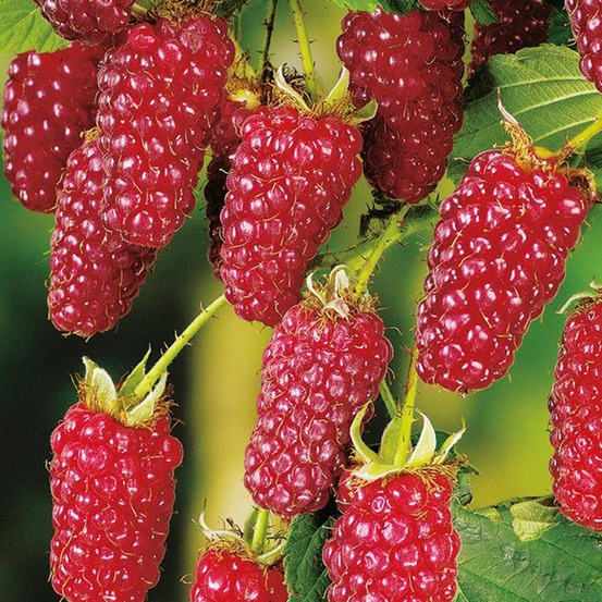 Mûrier-framboisier 'tayberry' pot de 1,5l/2l, touffe