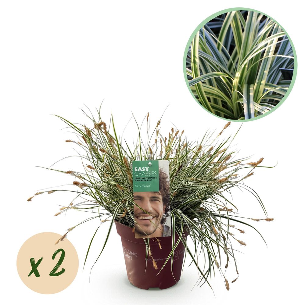 Laîche 'everest' - lot de 2 - pot 17 cm - hauteur 50 cm