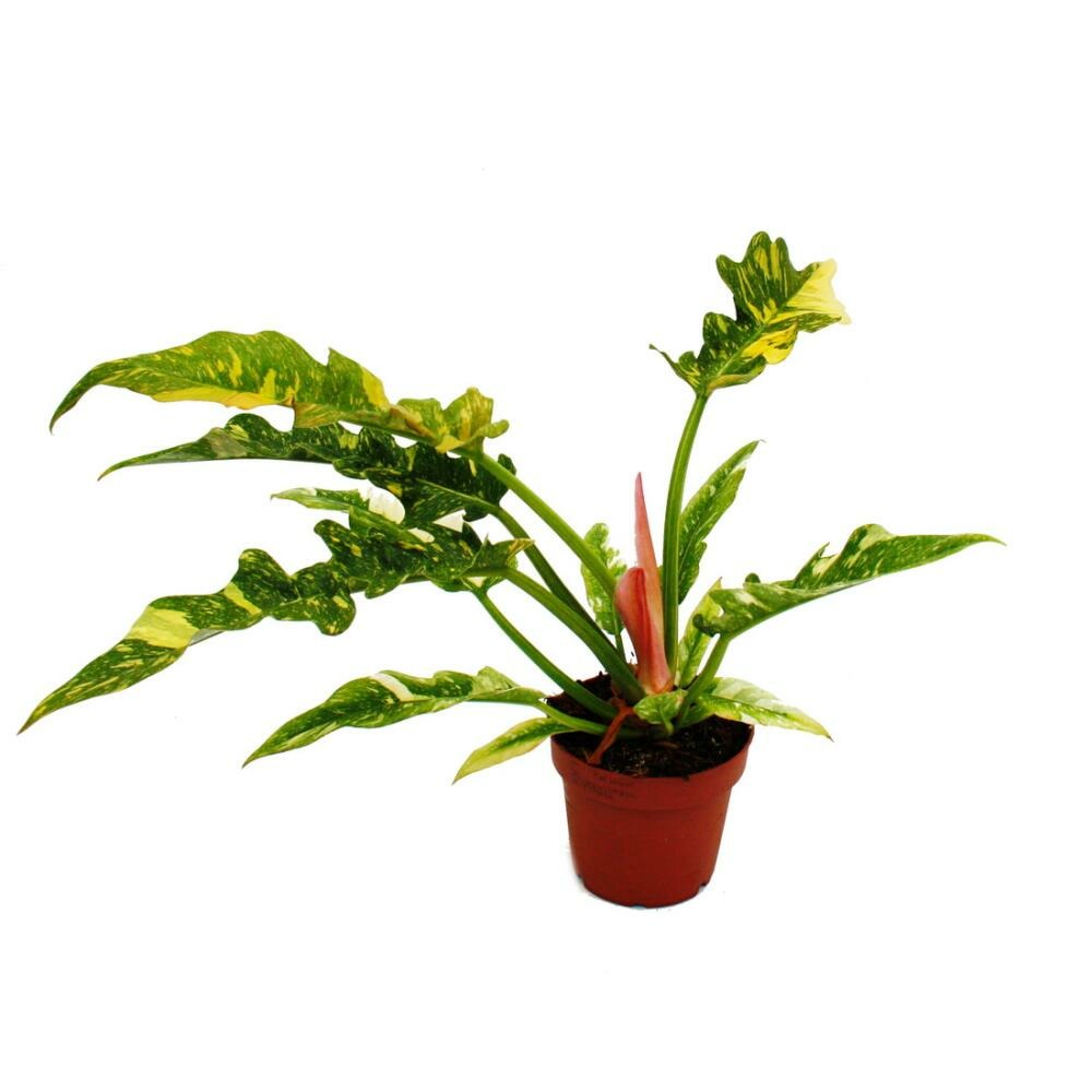 Philodendron ring of fire ami des arbres insolite pot 12cm