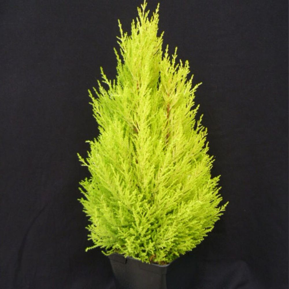 Cyprès de lambert wilma, cyprès de monterey pot de 3l - 40/60 cm