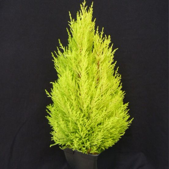 Cyprès de lambert wilma, cyprès de monterey pot de 3l - 40/60 cm
