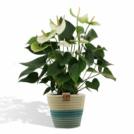 Anthurium andreanum namora et son pot panier - hauteur 45cm