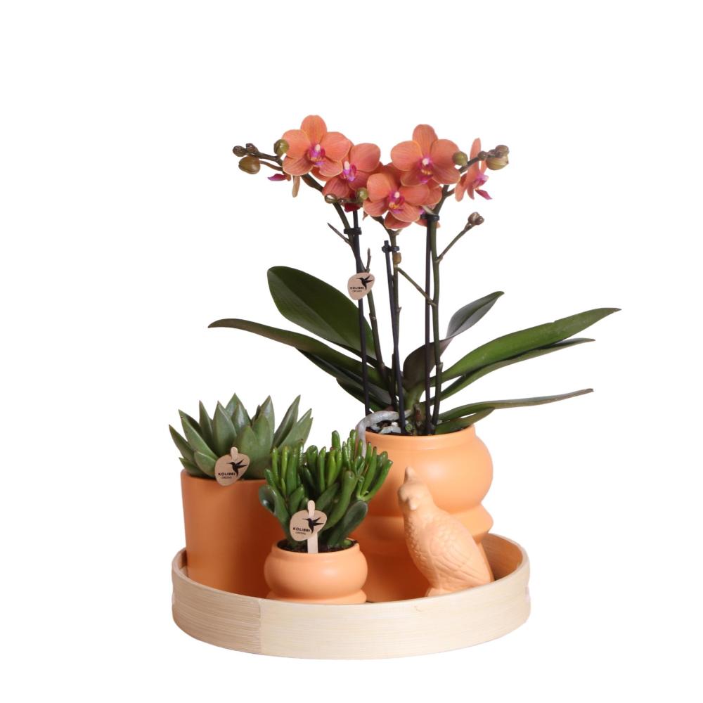 Plante d'intérieur - coffret d'orchidée phalaenopsis orange et plantes grasses et ses caches-pots en céramique 35cm