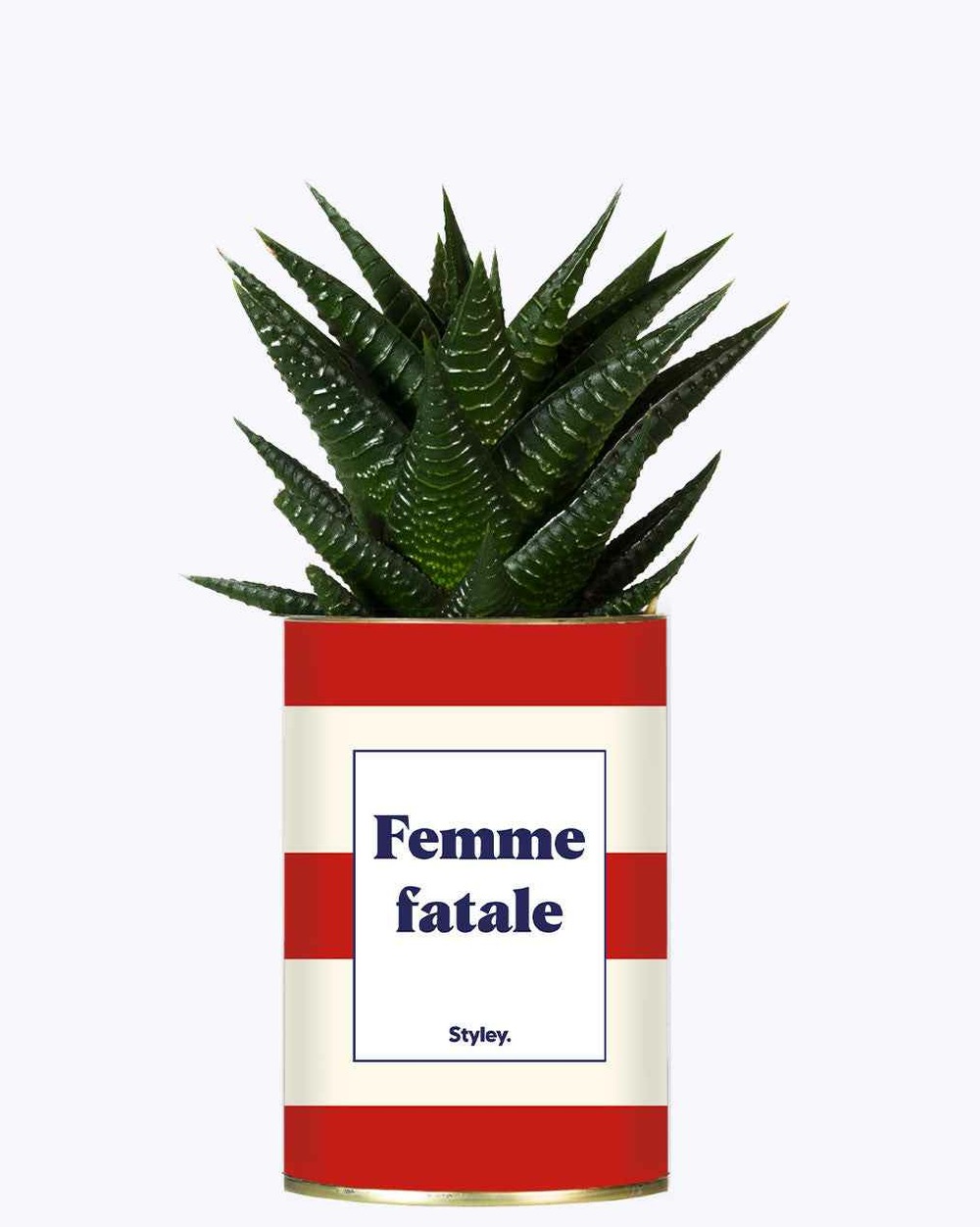 Plante personnalisée - femme fatale - cactus