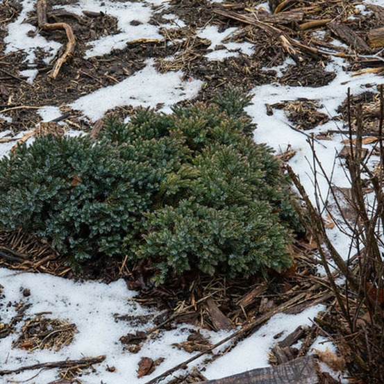 Genévrier écailleux blue star, juniperus pot de 5l - 40/60 cm
