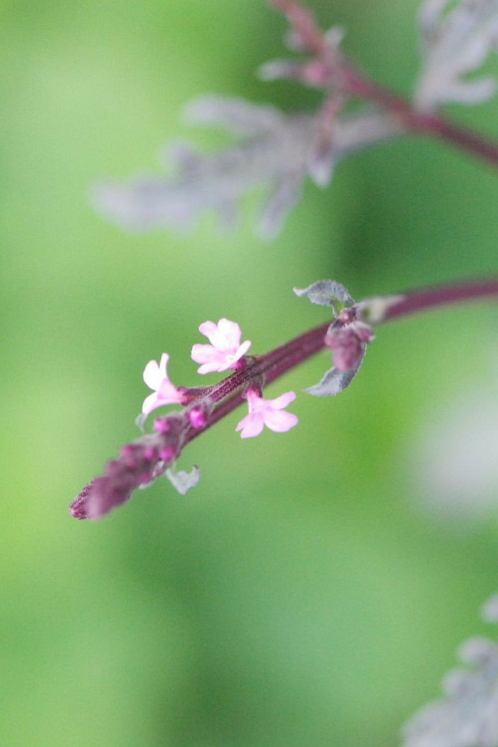 Verveine officinale 'bampton' - en pot de 3 litres