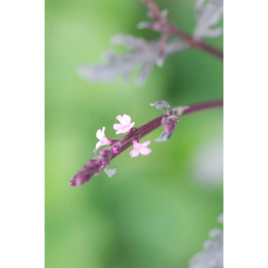 Verveine officinale 'bampton' - en pot de 3 litres