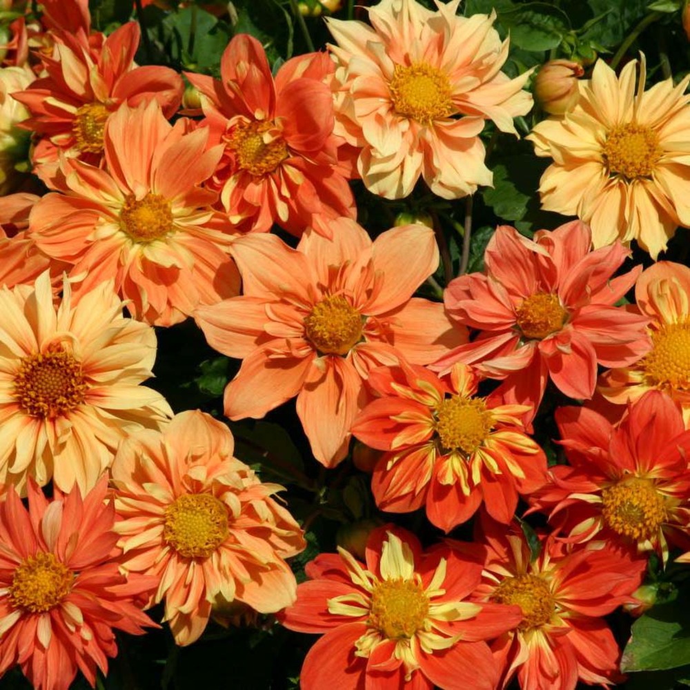 Dahlia variabilis 'sunny reggae' le sachet de 100 graines environ (1g)