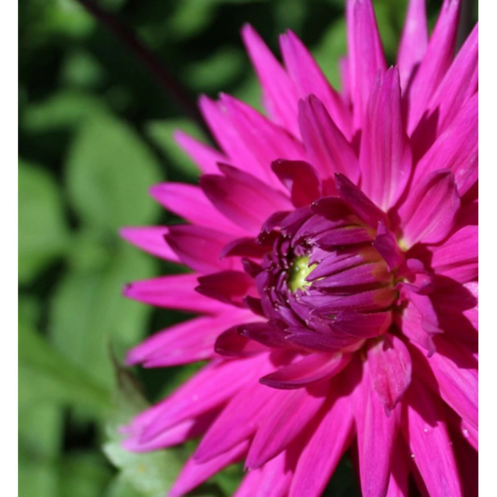 Bulbe de dahlia cactus nicky sachet de 1 bulbe