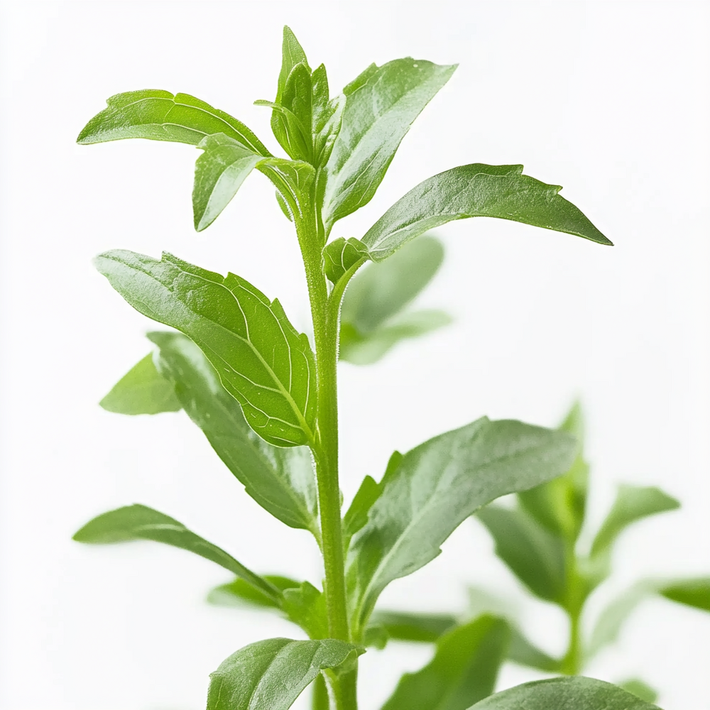 50 graines de stevia - semisauvage permaculture