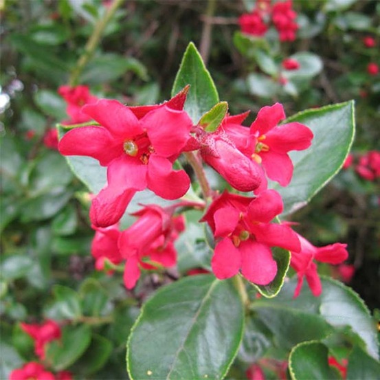 Escallonia 'c.f. Ball' pot de 7,5l/10l