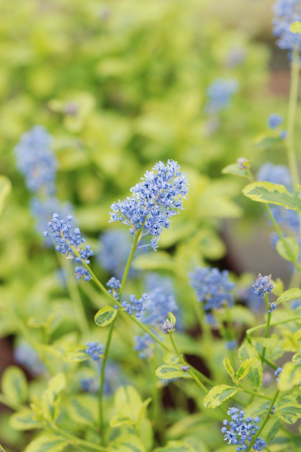 Lilas de californie 'el dorado' ? - en pot de 3 litres