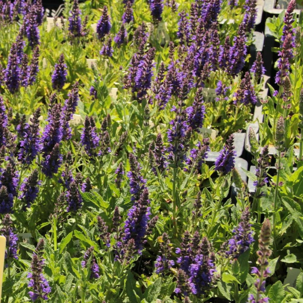 Sauge des bois caradonna pot de 3l - 20/40 cm