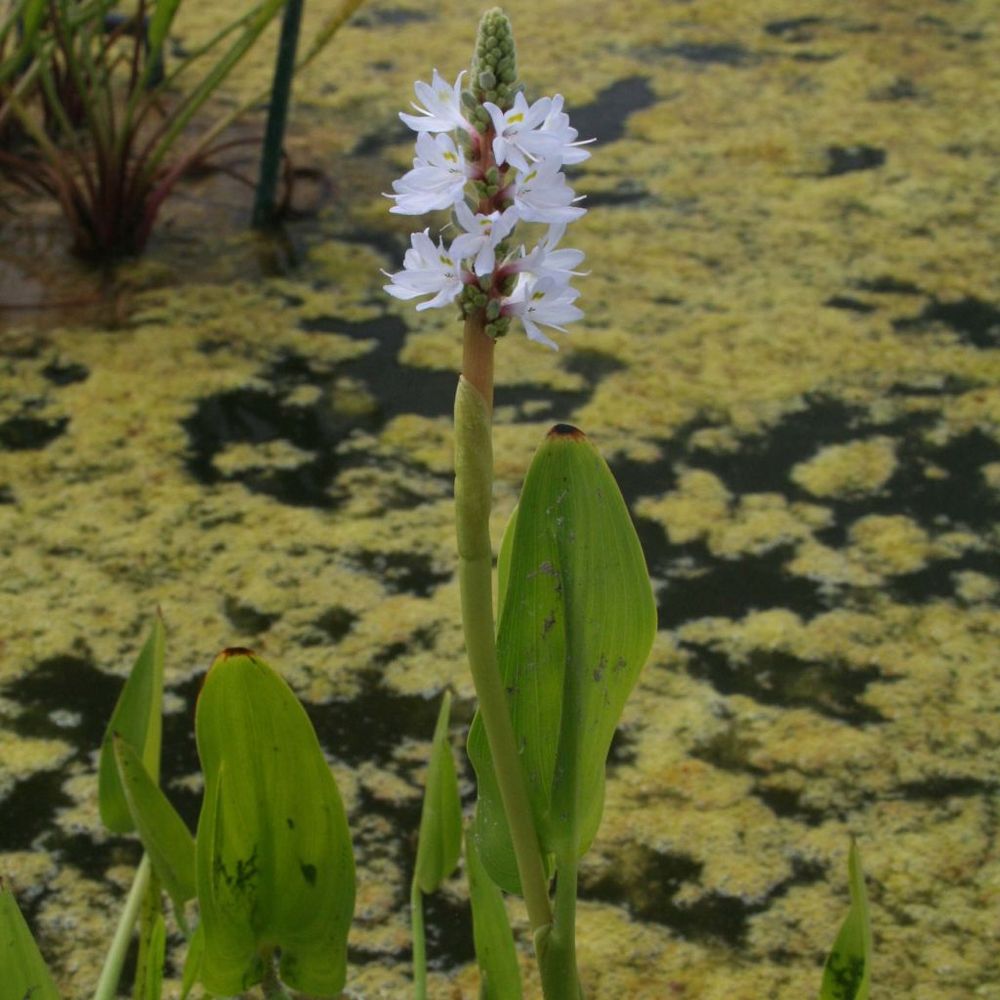 Pontédérie à feuilles en cœur 'white spike' godet de 8/9 cm