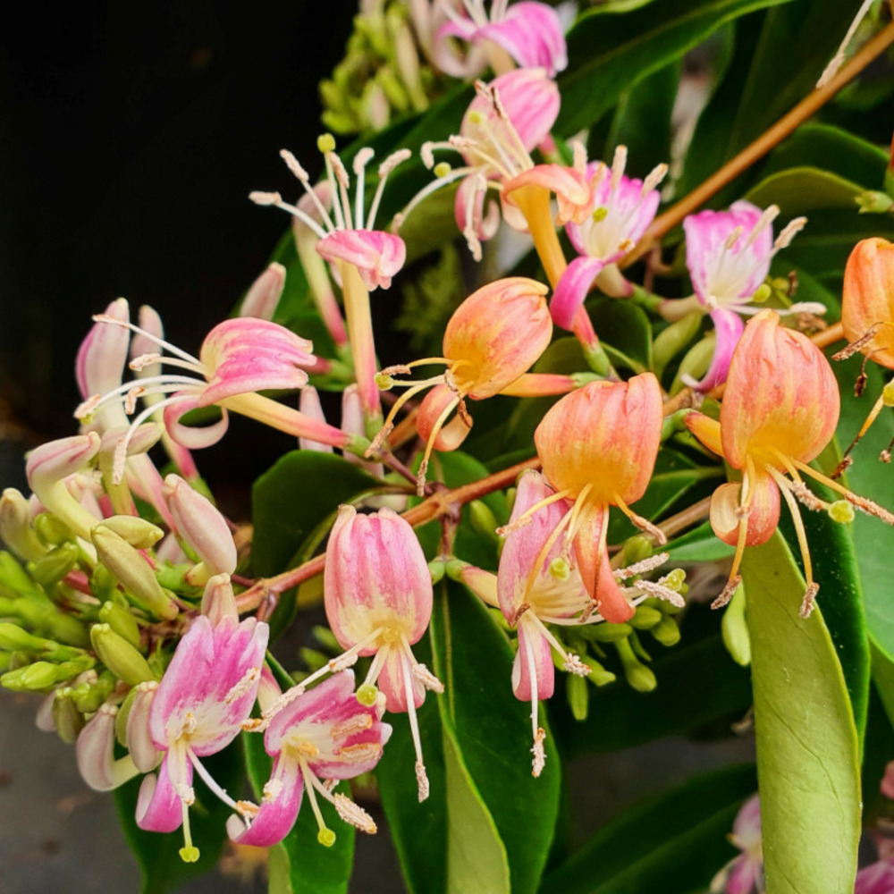 Chèvrefeuille marinella® godet - 5/20 cm